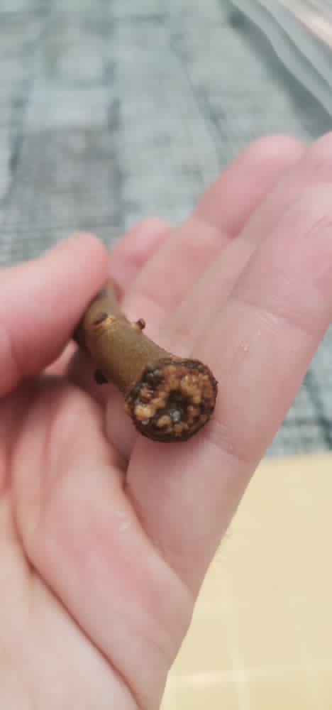 خلية